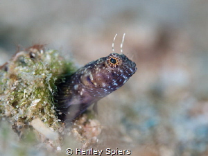 Sailfin Blenny by Henley Spiers 